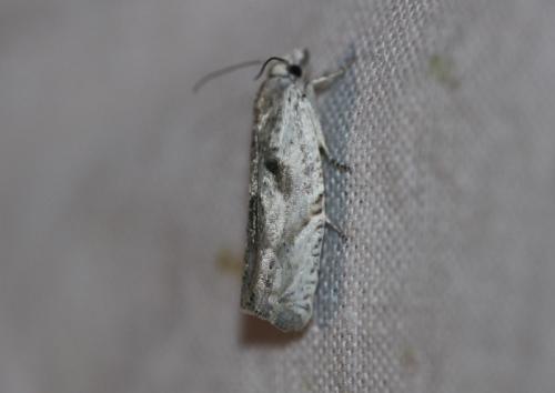 Eucosma metzneriana
